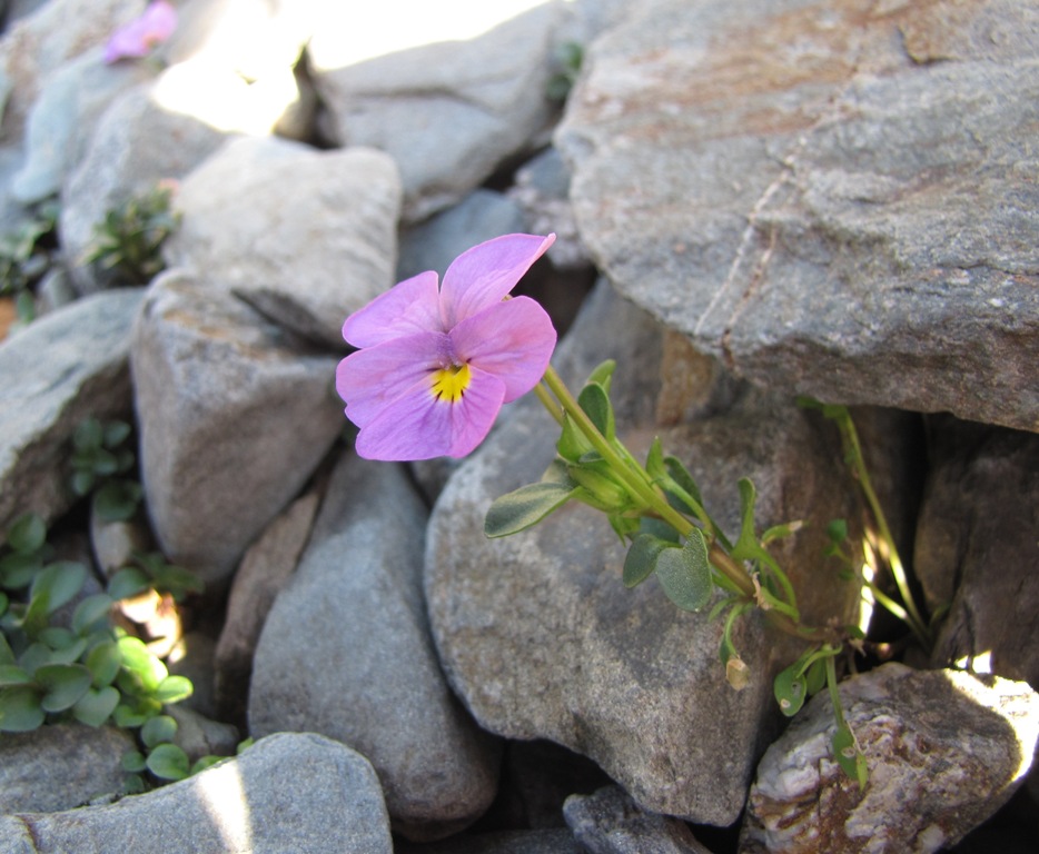 Viola comollia  -  Viola di Comolli